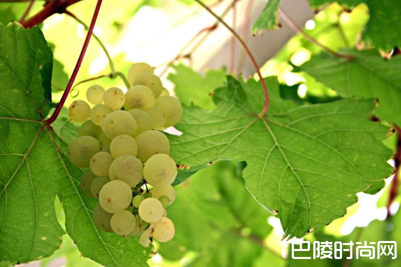 波尔多甜白葡萄酒全攻略