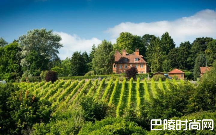 跟着镜头，去世界各地的葡萄园走一走