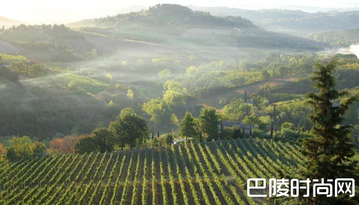 跟着镜头，去世界各地的葡萄园走一走