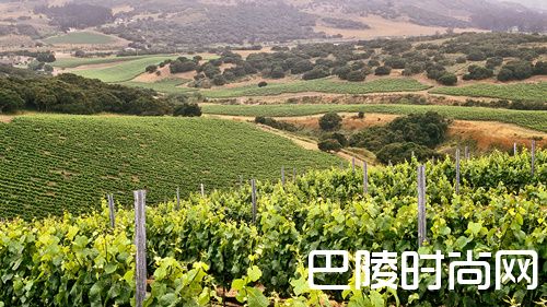跟着镜头，去世界各地的葡萄园走一走