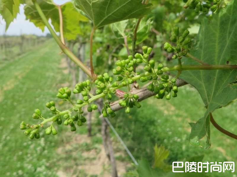 5月,是葡萄开花的季节 5月,是葡萄开花的季节