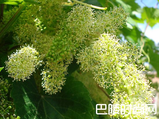 5月,是葡萄开花的季节 5月,是葡萄开花的季节