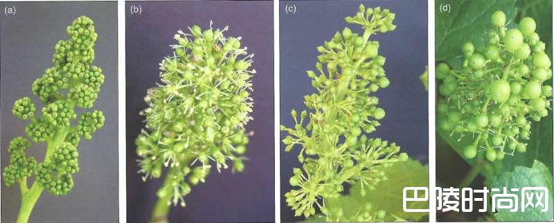 5月,是葡萄开花的季节 5月,是葡萄开花的季节