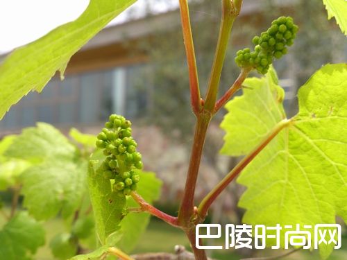 5月,是葡萄开花的季节 5月,是葡萄开花的季节