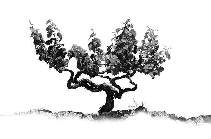 单一葡萄园是一时风潮，还是未来趋势？