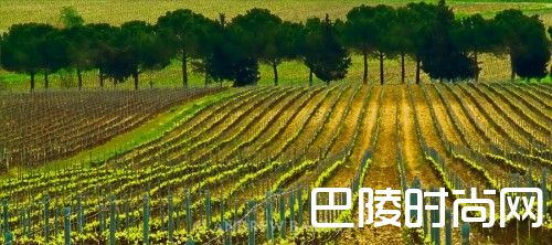 圣酒:我来自意大利托斯卡纳 圣酒:我来自意大利托斯卡纳