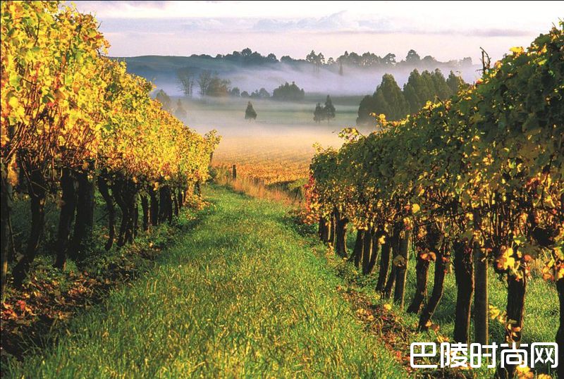 新西兰鲜为人知的佳酿