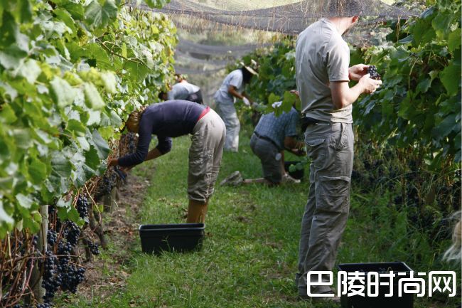 新西兰鲜为人知的佳酿