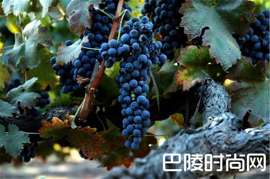 新西兰鲜为人知的佳酿