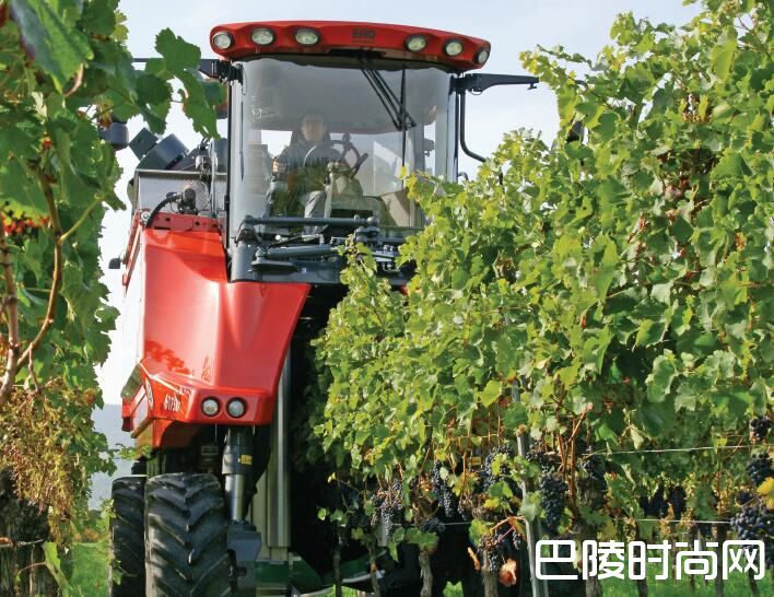 新一代葡萄采收机更趋轻柔