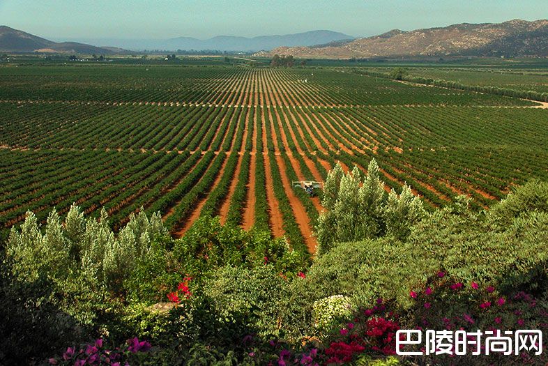 小谈墨西哥产酒国 小谈墨西哥产酒国