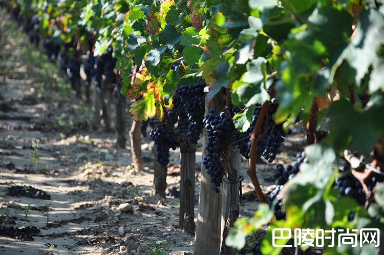 2016拉图波美侯——用出众的品质为自己代言