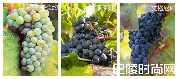 JR眼中的六个被低估的地域性本土葡萄品种