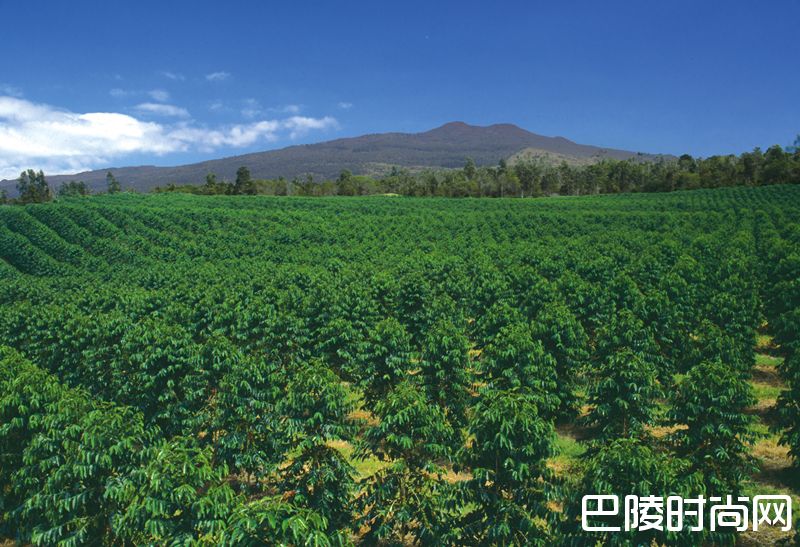 美酒与咖啡:你所不知道的相似之处 美酒与咖啡:你所不知道的相似之处