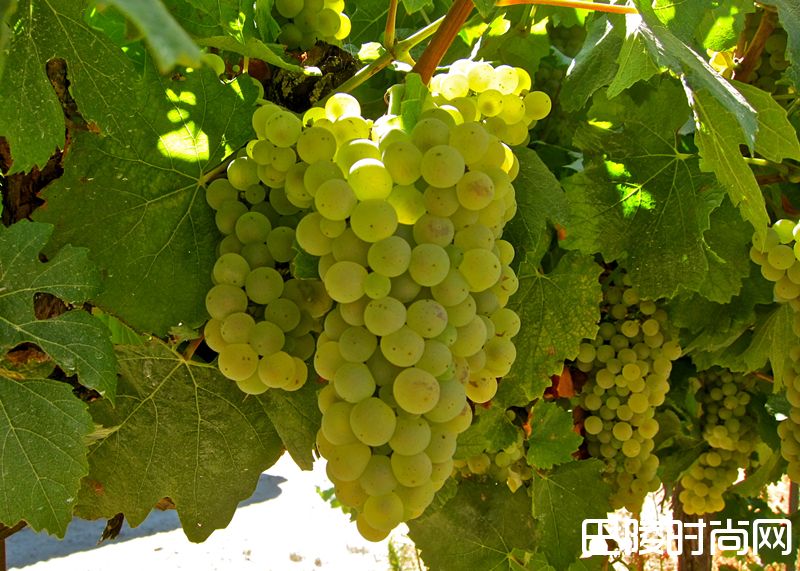 关于霞多丽，入门者想问却问不出口的问题，这就揭晓答案