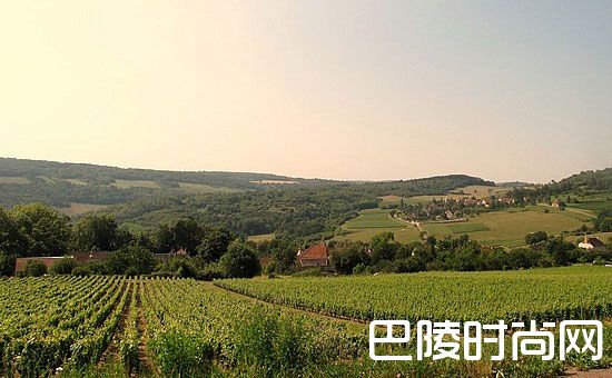 2017年全球热搜勃艮第葡萄酒Top 10