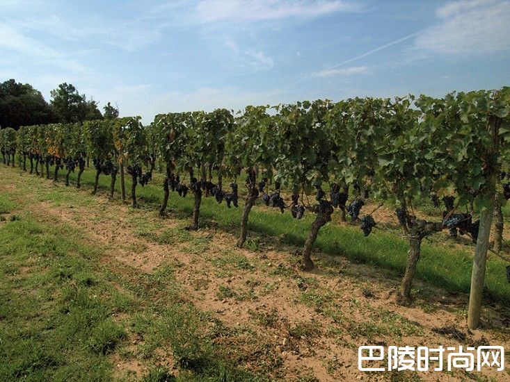 与柏菲“师出同门”，圣埃美隆列级庄蒙宝2016期酒开售