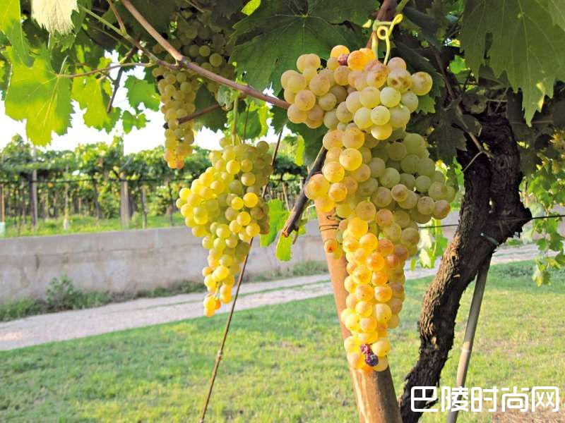 苏瓦韦：白葡萄酒的下一站？