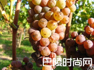 大家好，我叫白诗南