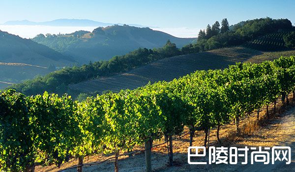 加州葡萄酒在美销售额创341亿美元新高 加州葡萄酒在美销售额创341亿美元新高
