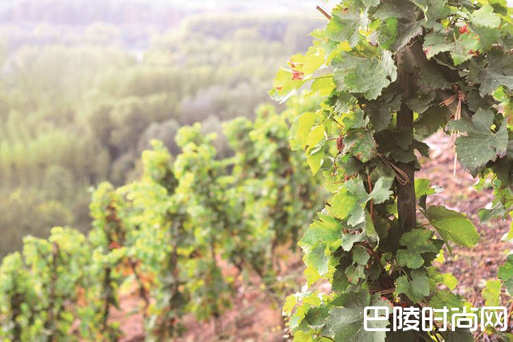 孔得里约先驱人物乔治·维尔奈逝世 孔得里约先驱人物乔治·维尔奈逝世