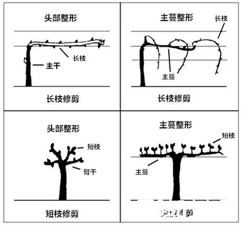 技术贴:有关葡萄栽培的那些事儿 技术贴:有关葡萄栽培的那些事儿
