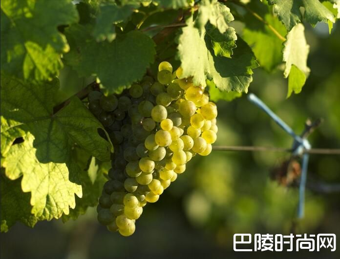 盘点各国小众葡萄品种