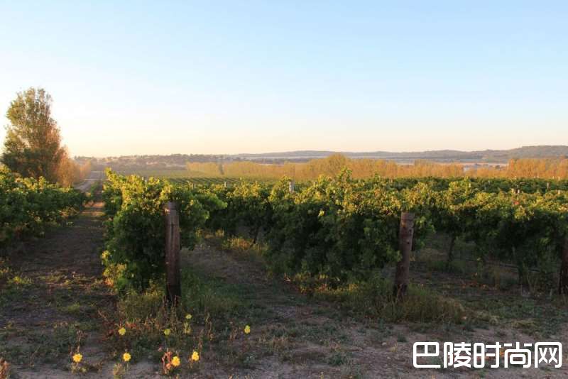 南澳一角的秘密产区 南澳一角的秘密产区