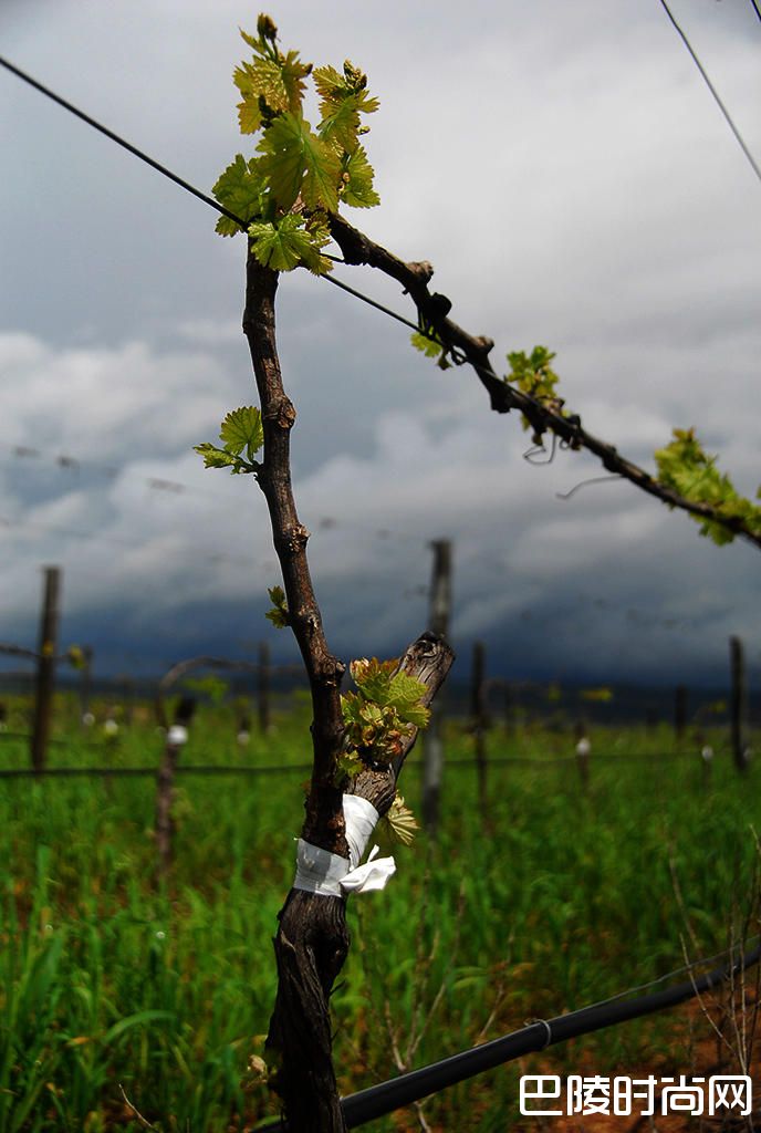 葡萄藤的种植为什么需要砧木? 葡萄藤的种植为什么需要砧木?