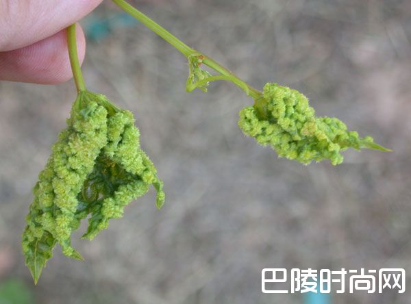葡萄藤的种植为什么需要砧木? 葡萄藤的种植为什么需要砧木?