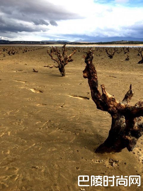 南非重旱后“妖藤”再现