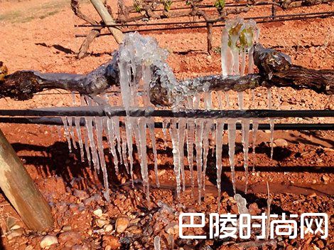 红酒世界一周资讯回顾：5月22日至5月26日