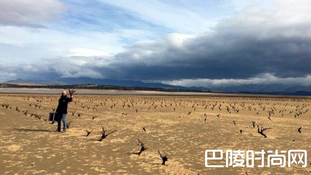 南非重旱后“妖藤”再现