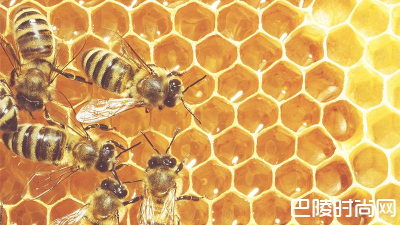 生物动力葡萄园，与蜜蜂的不解之缘