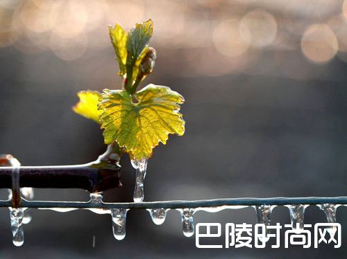 四月底霜冻或导致波尔多葡萄酒价格上涨20%