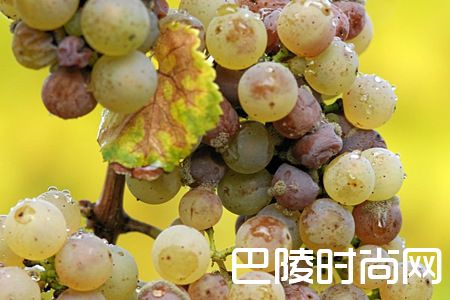 什么！真菌感染的葡萄，酿成酒香气可能更佳？