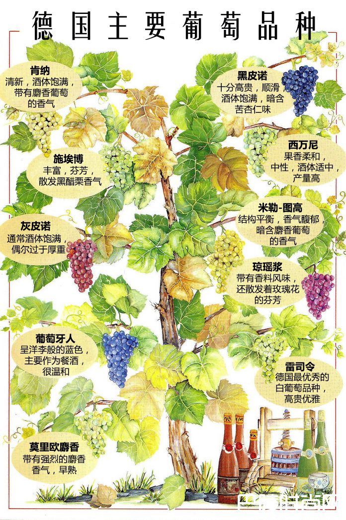 一张图了解德国主要葡萄品种 一张图了解德国主要葡萄品种