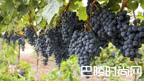 你喝过门西亚葡萄酒吗? 你喝过门西亚葡萄酒吗?