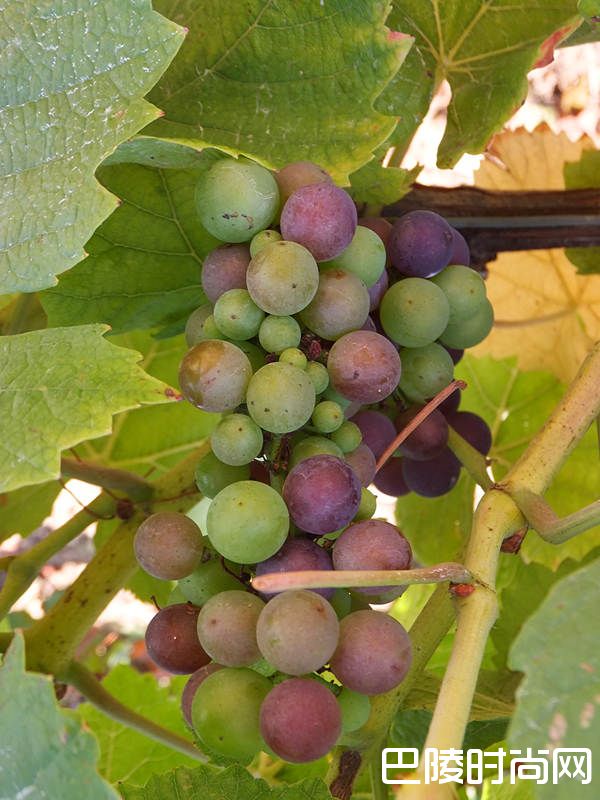 葡萄开花的季节里,葡萄农最怕什么? 葡萄开花的季节里,葡萄农最怕什么?