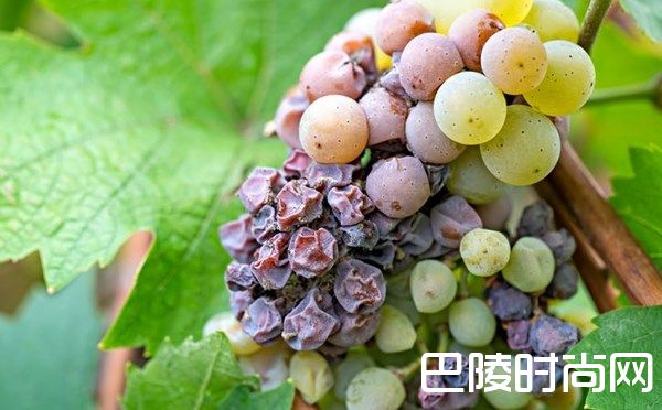 灰葡萄孢菌：是敌还是友？