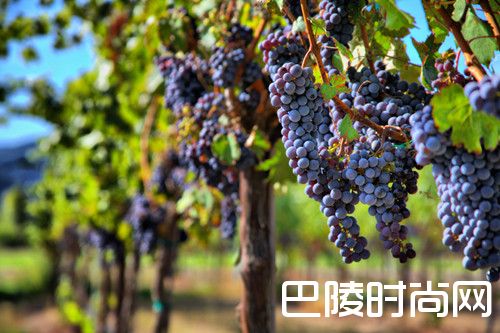 世界上五大热门品种，你都认识吗？