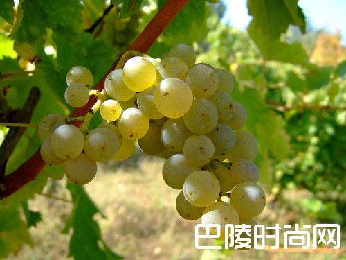 世界上五大热门品种，你都认识吗？