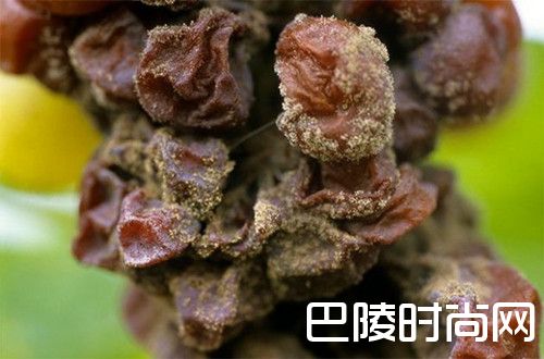 不同霉菌如何影响葡萄酒的风味? 不同霉菌如何影响葡萄酒的风味?