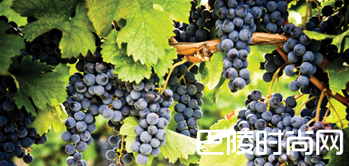 世界上五大热门品种，你都认识吗？