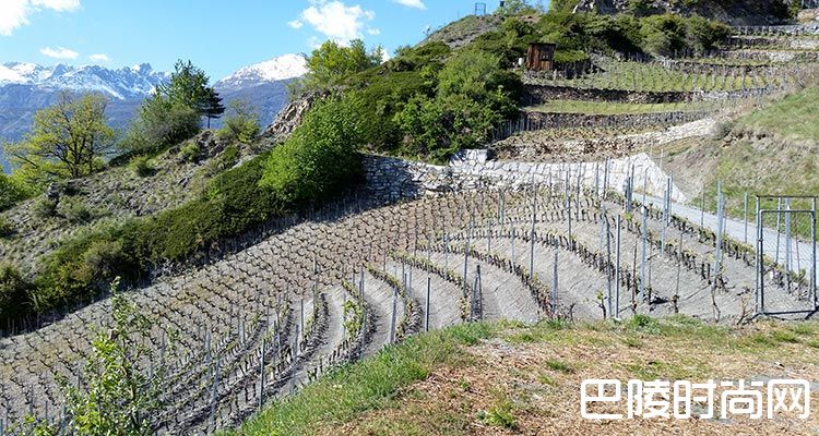 关于瑞士葡萄酒,你应该知道的几件事 关于瑞士葡萄酒,你应该知道的几件事