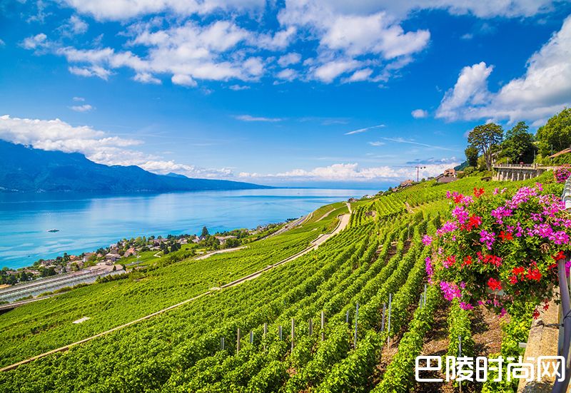 关于瑞士葡萄酒,你应该知道的几件事 关于瑞士葡萄酒,你应该知道的几件事