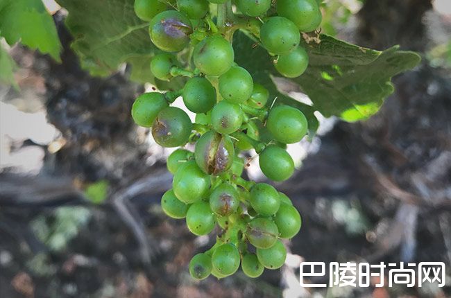 纳帕谷葡萄园遭冰雹袭击