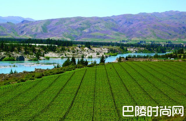 葡萄产量下降或导致新西兰葡萄酒出口增长放缓 葡萄产量下降或导致新西兰葡萄酒出口增长放缓