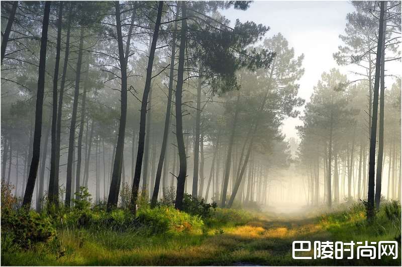 成就了波尔多的人造森林