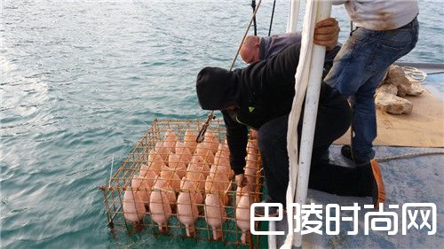 奇闻:一座海底酒庄,庄主心中可能有个美人鱼梦 奇闻:一座海底酒庄,庄主心中可能有个美人鱼梦